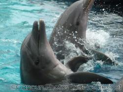 Dolphins perform at Cancun Interactive Aquarium at La Isla Shopping Village in Cancun.jpg