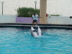 Dolphins perform at the Cancun Interactive Aquarium at La Isla Shopping Village in Cancun.jpg