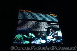 Green Corals info at Cancun Interactive Aquarium at La Isla Shopping Village in Cancun.jpg