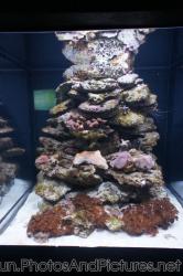 Invertebrates at Cancun Interactive Aquarium at La Isla Shopping Village in Cancun.jpg
