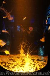 Jellyfish at Cancun Interactive Aquarium at La Isla Shopping Village in Cancun.jpg