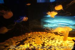 Jellyfish swimming at Cancun Interactive Aquarium at La Isla Shopping Village in Cancun.jpg