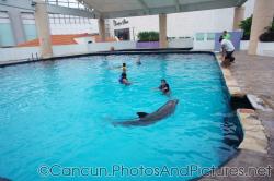 Joann swims with dolphins at Cancun Interactive Aquarium at La Isla Shopping Village in Cancun.jpg