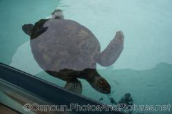 Large turtle at Cancun Interactive Aquarium.jpg
