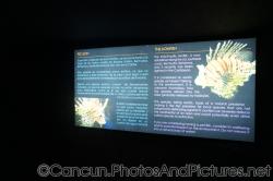 Lionfish info at Cancun Interactive Aquarium at La Isla Shopping Village in Cancun.jpg