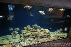 Lionfish swimming at Cancun Interactive Aquarium at La Isla Shopping Village in Cancun.jpg