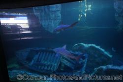 Live sharks at Cancun Interactive Aquarium at La Isla Shopping Village in Cancun.jpg