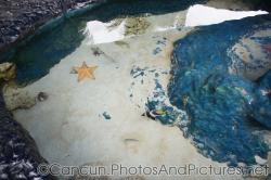 Live starfish and other fish and marine life at outdoor pool in Cancun Interactive Aquarium.jpg