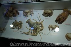 Lobster and crab at Cancun Interactive Aquarium at La Isla Shopping Village in Cancun.jpg