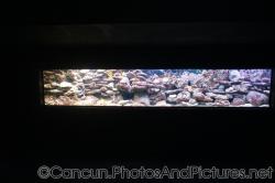 Long tropical fish tank at Cancun Interactive Aquarium at La Isla Shopping Village in Cancun.jpg