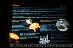 Moon Jelly fish at Cancun Interactive Aquarium at La Isla Shopping Village in Cancun.jpg