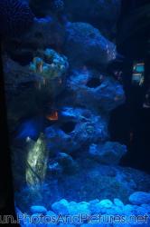 Moray at Cancun Interactive Aquarium at La Isla Shopping Village in Cancun.jpg