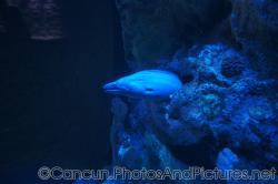 Moray sticking head out of a coral at Cancun Interactive Aquarium at La Isla Shopping Village in Cancun.jpg