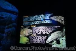 Morays and green moray info at Cancun Interactive Aquarium at La Isla Shopping Village in Cancun.jpg