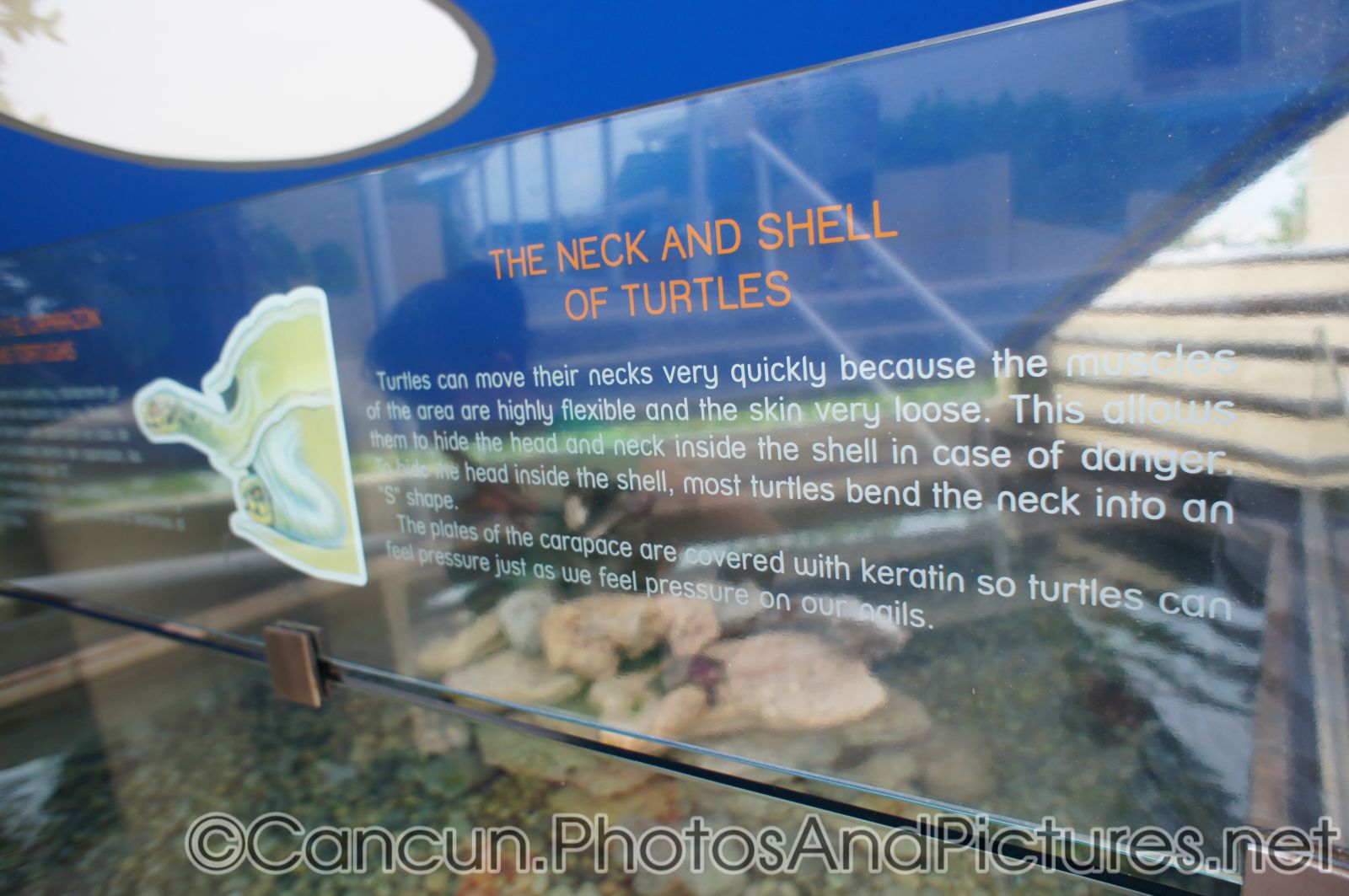 Neck and shell of turtles info at Cancun Interactive Aquarium.jpg