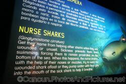 Nuse Sharks Ginglymostoma cirratum info at Cancun Interactive Aquarium at La Isla Shopping Village in Cancun.jpg