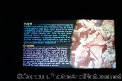 Octopus info at Cancun Interactive Aquarium at La Isla Shopping Village in Cancun.jpg