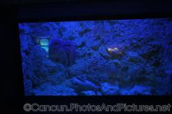 Octopus tank at Cancun Interactive Aquarium at La Isla Shopping Village in Cancun.jpg