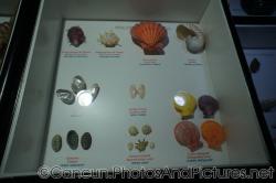 Oyster Lion's Paw Rainbow Shell and other shells at Cancun Interactive Aquarium at La Isla Shopping Village in Cancun.jpg