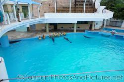 People interacting with dolphins at Cancun Interactive Aquarium at La Isla Shopping Village in Cancun.jpg