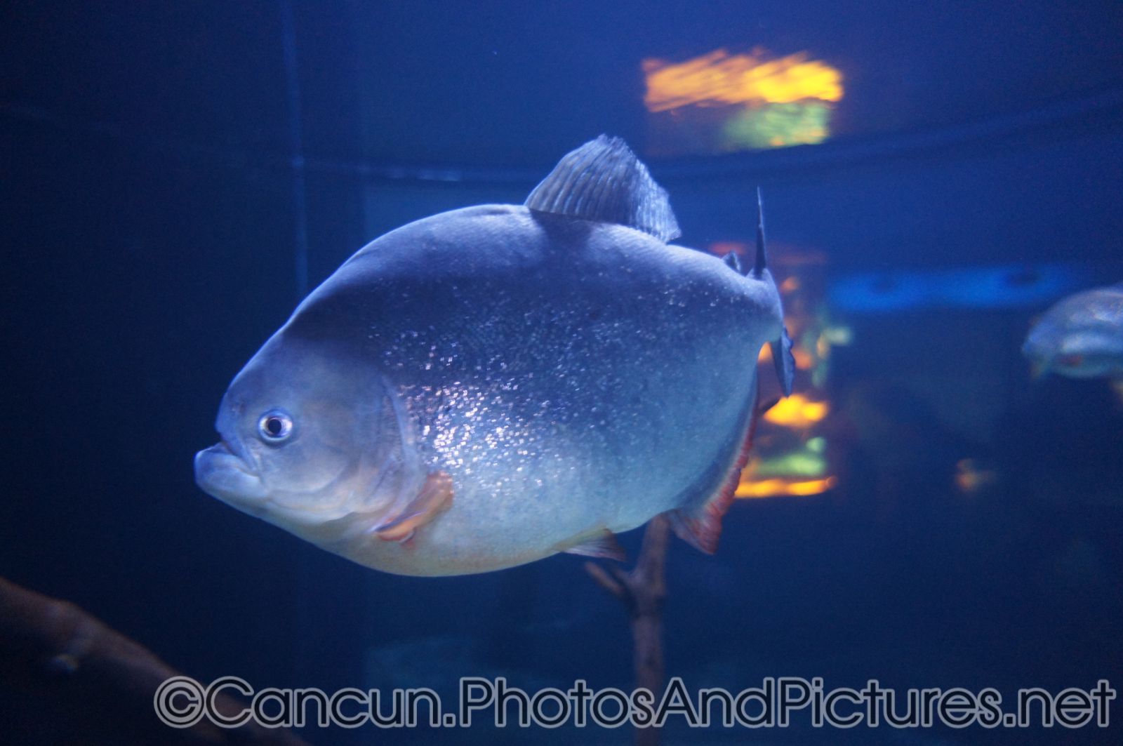 Piranha close-up at Cancun Interactive Aquarium.jpg