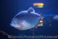 Piranha close-up at Cancun Interactive Aquarium.jpg