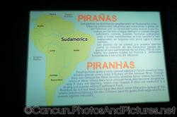 Piranhas info and map at Cancun Interactive Aquarium at La Isla Shopping Village in Cancun.jpg