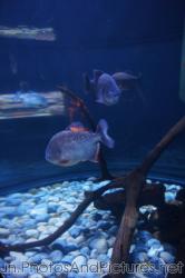 Piranhas tank at Cancun Interactive Aquarium at La Isla Shopping Village in Cancun.jpg