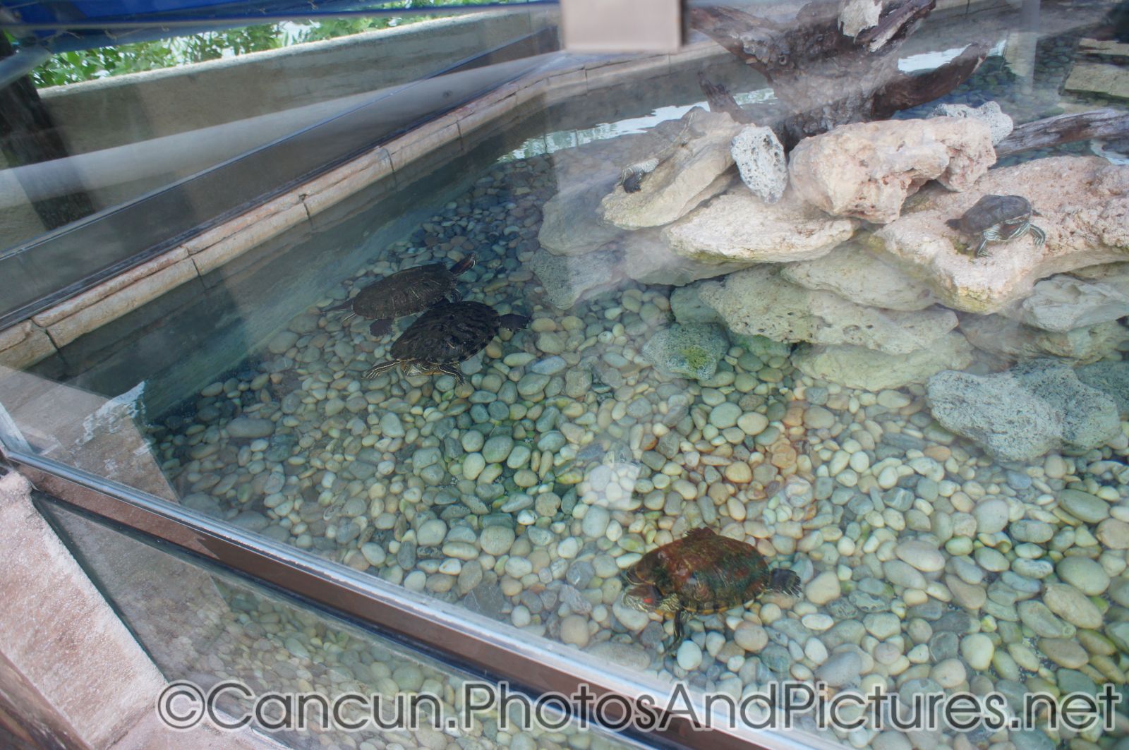 Pool with turtles at Cancun Interactive Aquarium.jpg