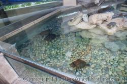 Pool with turtles at Cancun Interactive Aquarium.jpg