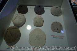 Sea urchins and Sand dollars at Cancun Interactive Aquarium.jpg