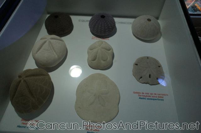 Sea urchins and Sand dollars at Cancun Interactive Aquarium.jpg