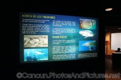 Shark facts sign at Cancun Interactive Aquarium at La Isla Shopping Village in Cancun.jpg