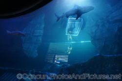 Sharks swimming at Cancun Interactive Aquarium at La Isla Shopping Village in Cancun.jpg