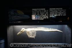 Skeleton of a dolphin at Cancun Interactive Aquarium at La Isla Shopping Village in Cancun.jpg