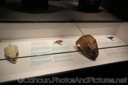 Skull and head of Tortuga Carey Hawksbill Turtle Eretmochelys imbricata at Cancun Interactive Aquarium at La Isla Shopping Villa