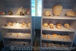 Snails and Bailer shells at Cancun Interactive Aquarium at La Isla Shopping Village in Cancun.jpg