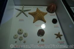 Starfish and urchins display at Cancun Interactive Aquarium.jpg
