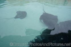 Stingrays at Cancun Interactive Aquarium.jpg