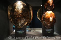 Tortuga Carey Hawksbill Turtle shells at Cancun Interactive Aquarium at La Isla Shopping Village in Cancun.jpg