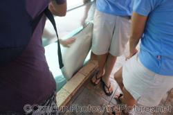 Touch stingray at Cancun Interactive Aquarium.jpg