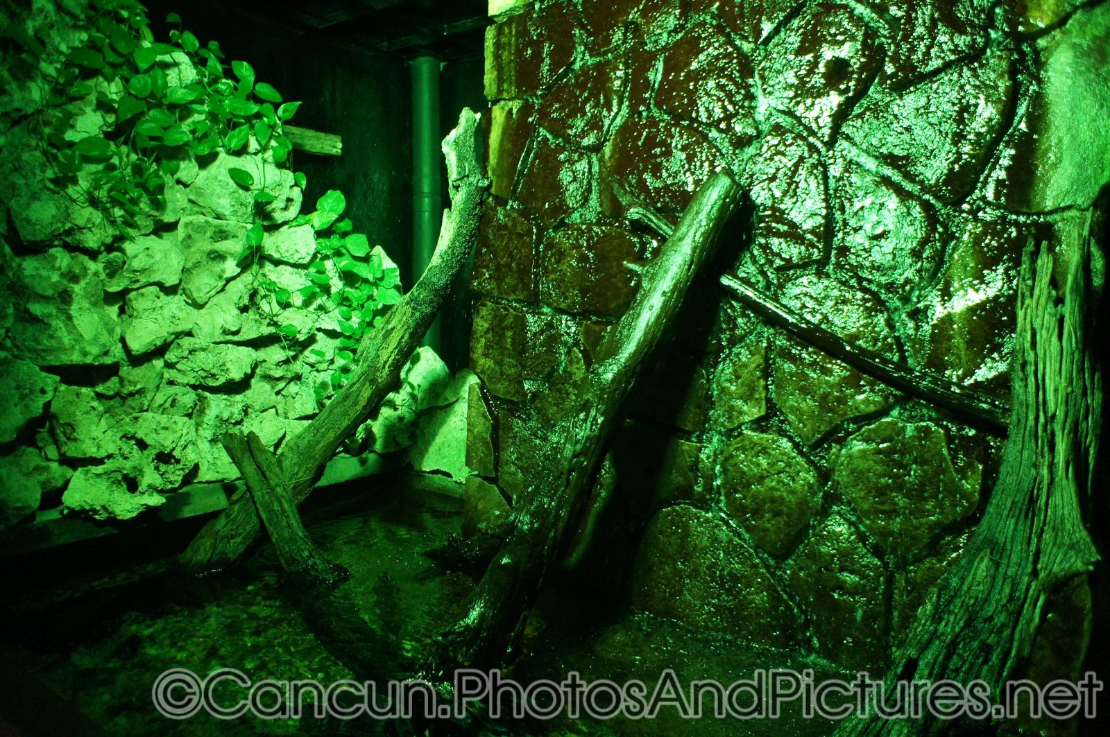 Tropical dark indoor aquarium area at Cancun Interactive Aquarium.jpg