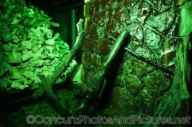 Tropical dark indoor aquarium area at Cancun Interactive Aquarium.jpg