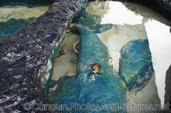 Tropical fish and corals at outdoor pool of Cancun Interactive Aquarium.jpg