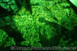 Tropical gar fish at Cancun Interactive Aquarium (2).jpg