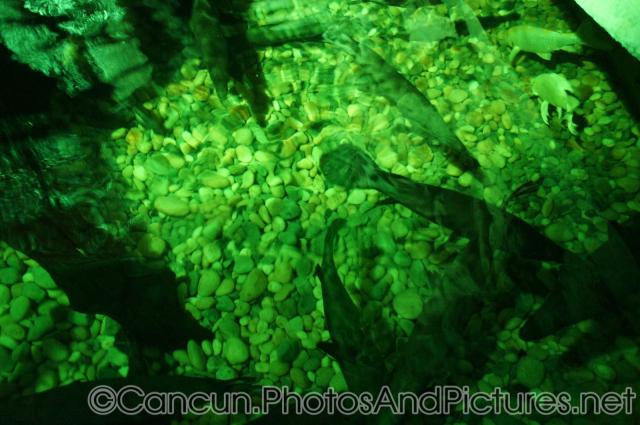 Tropical gar fish at Cancun Interactive Aquarium (2).jpg