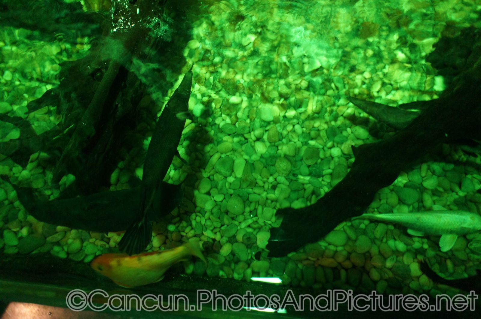 Tropical Gar fish at Cancun Interactive Aquarium.jpg