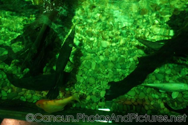 Tropical Gar fish at Cancun Interactive Aquarium.jpg