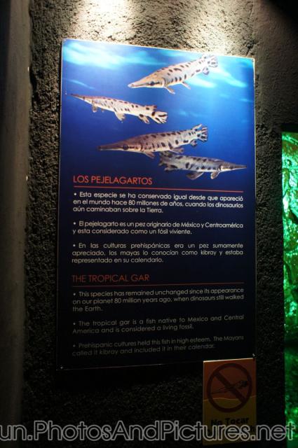 Tropical Gar sign at Cancun Interactive Aquarium.jpg