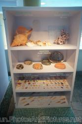 Tulip shells barnacle abalones and other shells at Cancun Interactive Aquarium at La Isla Shopping Village in Cancun.jpg